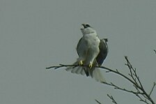 kite 17.jpg
